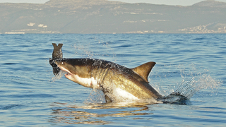 The World Has Lost 70% of Its Sharks in 50 Years